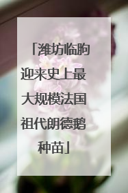 潍坊临朐迎来史上最大规模法国祖代朗德鹅种苗